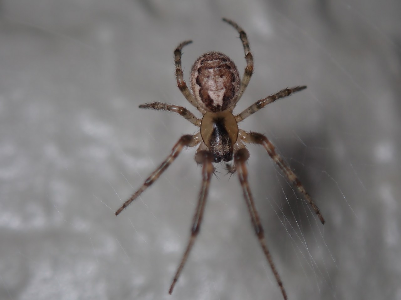 Zygiella x-notata Zygiella x-notata